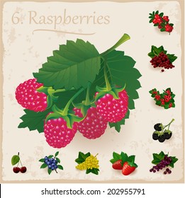 Vector berries vintage collection.