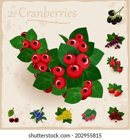 Vector berries vintage collection.