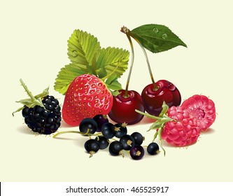 Vector berry realistic illustration with raspberry, cherry, strawberry and black currant. Design for natural cosmetics, beauty store, vegetarian menu, health care products, summer design element