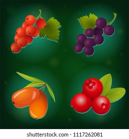 Vector berry set - red and black currant, sea buckthorn and cranberry. Isolated elements. Perfect for game icon or other design works.