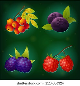 Vector berry set - rowan, blueberry, raspberry and blackberry. Isolated elements. Perfect for game icon or other design works.