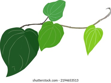 vector of betel leaf plant with vines pattern