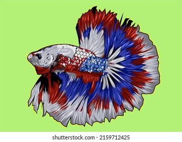 vector betta fish illustration can be used as decoration or business