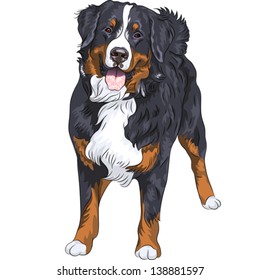 Vector big cute dog breed Bernese mountain dog standing and smiling, isolated on the white background