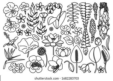 vector big exotic flower set. coloring book page