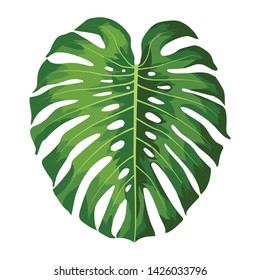 Vector big green leaves of tropical Monstera plant isolated on white background
