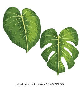 Vector big green leaves of tropical Monstera plant isolated on white background