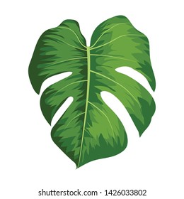 Vector big green leaves of tropical Monstera plant isolated on white background