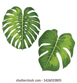 Vector big green leaves of tropical Monstera plant isolated on white background