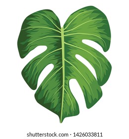 Vector big green leaves of tropical Monstera plant isolated on white background