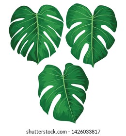 Vector big green leaves of tropical Monstera plant isolated on white background