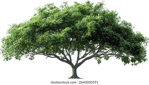 Vector big green tree, perennial tree shape, sunlight shade, cut out, isolated, backgrounds file, nature, eco, environment, forest, transparent, foliage, landscape, spring, summer