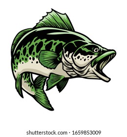 vector of big largemouth bass fish