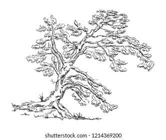 vector - Big old tree - isolated on background