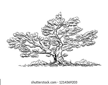 vector - Big old tree - isolated on background