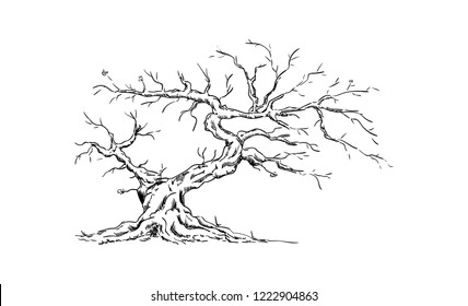 vector - Big old tree - isolated on background