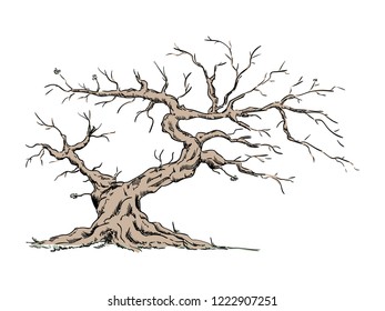 vector - Big old tree - isolated on background