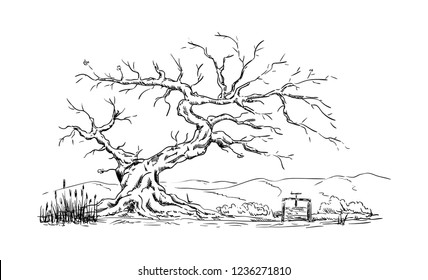 vector - Big old tree - isolated on background -pond