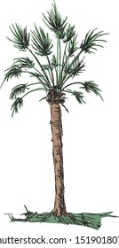 Vektorgrafik, große Palme einzeln auf Hintergrund