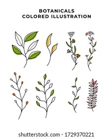 Vector Big Set botanic elements - wildflowers, herbs, leaf. collection garden and wild foliage, flowers, branches. illustration isolated on white background, eucalyptus, exotic, tropical plants
