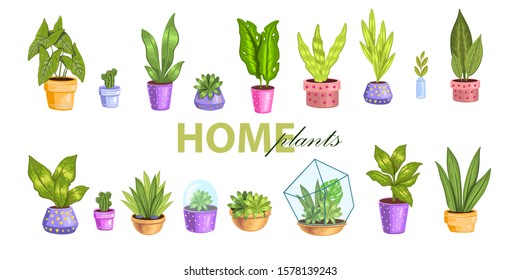 Vector big set with different home plants. Tropical leaves, succulents, cactuses in florariums and pots. Urban jungle stock collection in realistic modern style isolated on white.