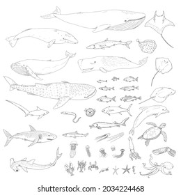 Vector Big Set of Fishes and Sea Animals Sketch Hand Drawn Illustrations