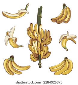 vector big set of ripe bananas isolated on white background, collection of hand drawn banana elements, botanical vector illustration