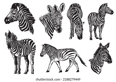 Vector big set of zabras on white isolated,graphical illustration, savanna animal