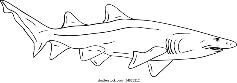 vector - big shark isolated on background