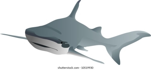 vector - big shark swimming forward