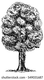 vector -big  tree isolated on background