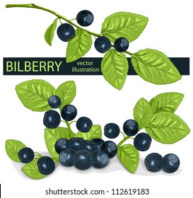  Vektorgrafik. Heidelbeeren mit Blättern.
