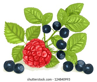  Vector. Billería (arándanos) y frambuesa con hojas.