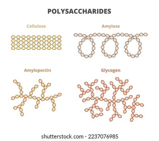 Vector biochemistry set of polysaccharides –cellulose, amylose, amylopectin, and glycogen. Starch components amylose and amylopectin, natural carbohydrates. Illustrations isolated on white background.