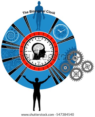 Vector Biological Clock of Human Body how it drive your health with time deep sleep highest lowest temperature blood pressure strength reaction coordination melatonin testosterone secretion alertness