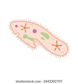 vector biology paramecium caudatum, bacteria protozoa flat illustration