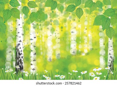 Vector birch forest on spring bokeh background.