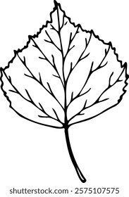 Vector Birch leaf illustration in line art style isolated on a white background.