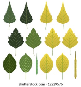 Vector birch leaves and seed pods - summer and autumn colors