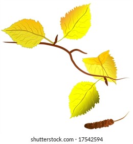 Vector of a birch tree branch in autumn colors, easy to edit. For the jpg-version, see my portfolio please (click on my name).