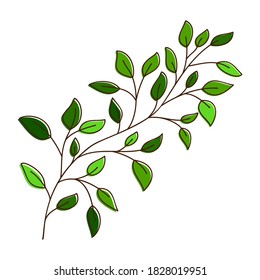 Vector of a birch tree branch. Hand drawn leaves and branch isolated on white. Doodle birch leaves for design. Vector illustration. Botanical print. Organic natural shape