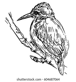 Vector bird 