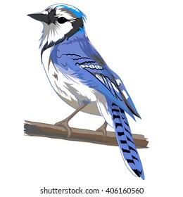 Vector Bird / Blue Bird / Sketching Bird