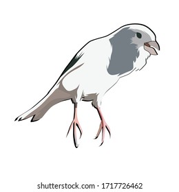 Vector Bird Canary For Your Logo