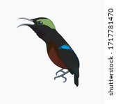 Vector Bird Colibri For Your Logo