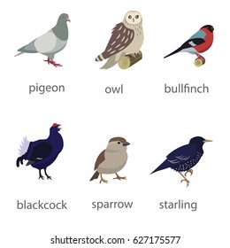 Vector bird collection icons. Different species of birds, like: owl, black grouse, bullfinch, sparrow, dove