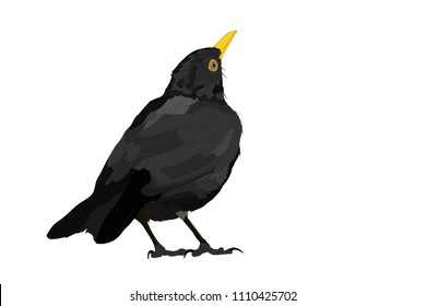 Vector bird. Common Blackbird. Vector image. White background.