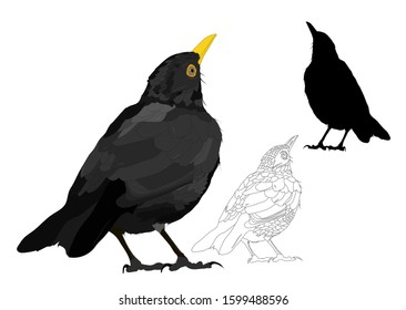 Vector bird. Common Blackbird. Vector image. White background.