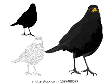 Vector bird. Common Blackbird. Vector image. White background.