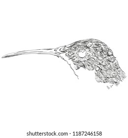 Vector Bird Drawing